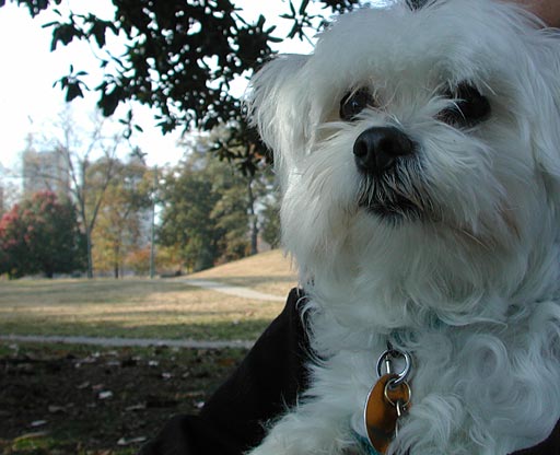 Grit in Piedmont Park